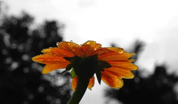 Gotas Orvalho Flor Margarida Laranja — Fotografia de Stock