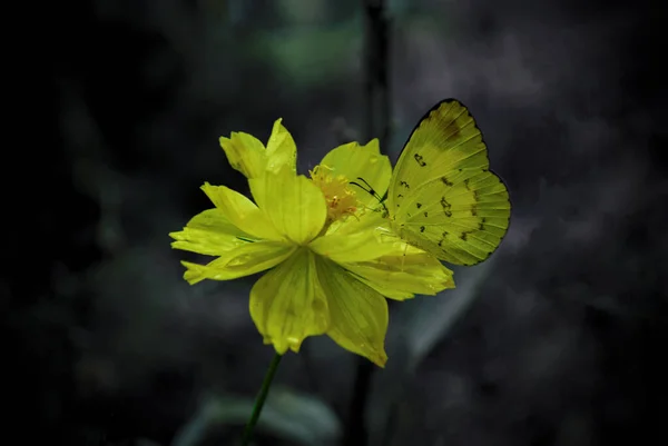 Close Uma Borboleta Amarela Descansando Uma Flor Amarela — Fotografia de Stock