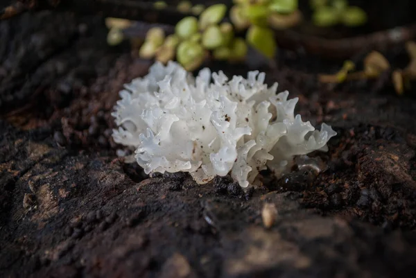 Close up of snow fungus growing on the ground