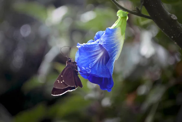 Borboleta Marrom Pequena Bonito Uma Flor Azul — Fotografia de Stock