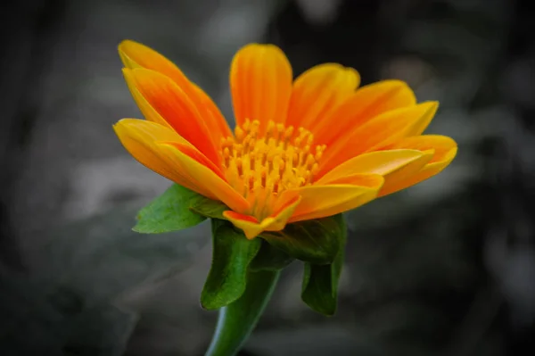 Όμορφο Πορτοκαλί Λουλούδι Στον Κήπο — Φωτογραφία Αρχείου