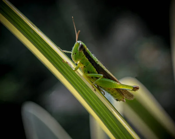 Closeup Green Grasshopper Green Leaf — Stock Photo, Image