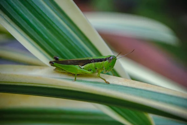 Primer Plano Saltamontes Verde Sobre Hoja Verde — Foto de Stock