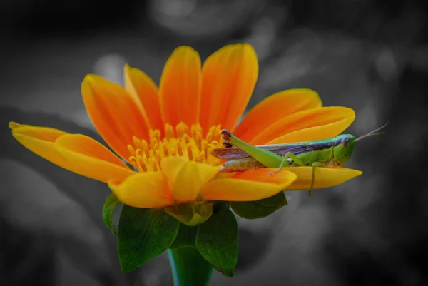 Prachtige Groene Sprinkhaan Rustend Het Bloemblaadje Van Een Oranje Bloem — Stockfoto