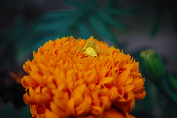 橙色のマリーゴールドの花に黄色い花蜘蛛 — ストック写真