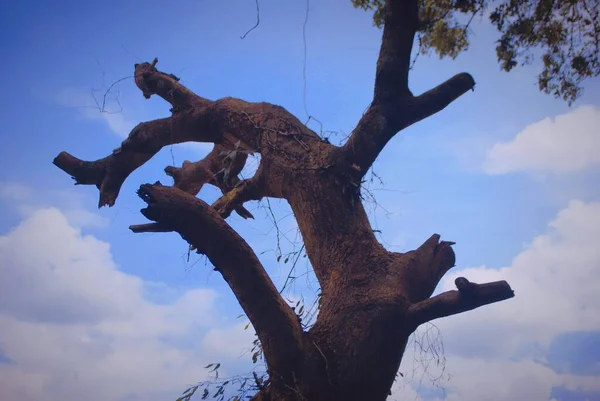 Ein Baum Flussufer Mit Abgeschnittenen Ästen — Stockfoto