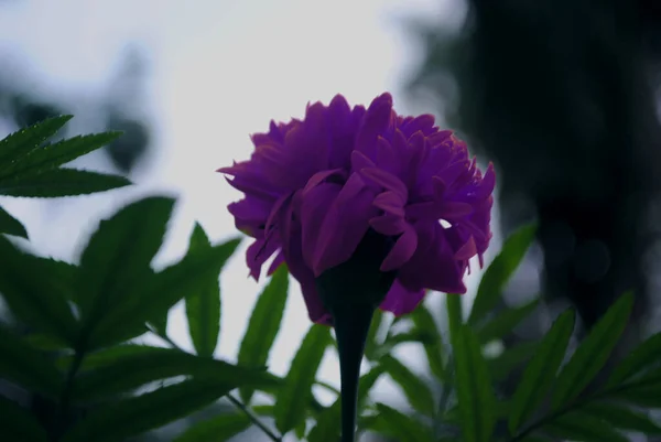 庭の美しい紫色の花 — ストック写真