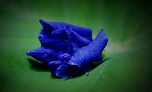 Κοντινό Πλάνο Του Όμορφου Μπλε Λουλουδιού Μπιζελιού Πράσινο Φύλλο — Φωτογραφία Αρχείου