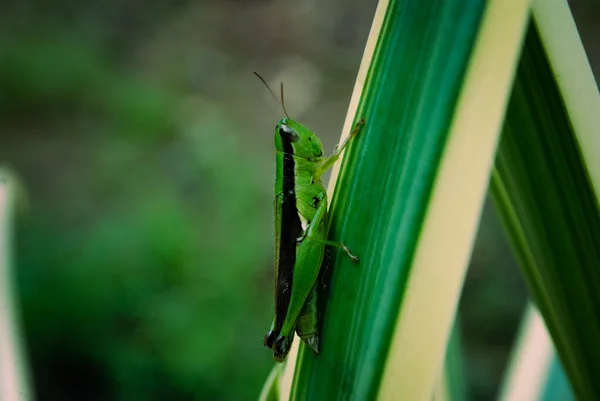 Green Grasshopper Leaf — Stock Photo, Image