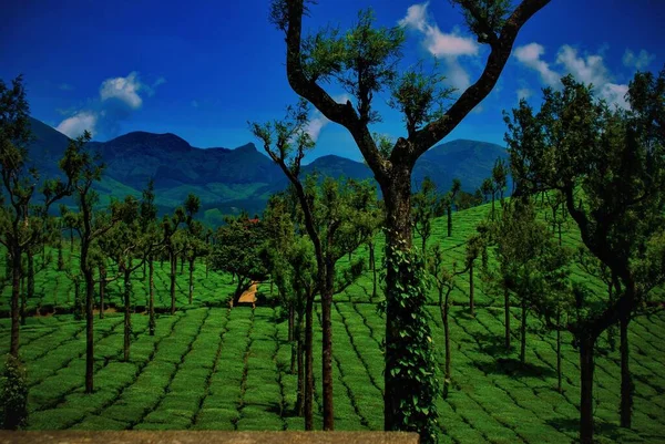 Scenic View Parallel Batches Tea Crop — Stock Photo, Image