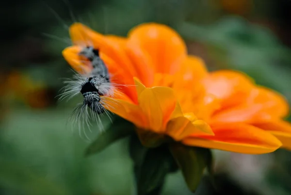 オレンジ色の花の花弁からぶら下がる毛深い黒と白の毛虫の閉鎖 — ストック写真