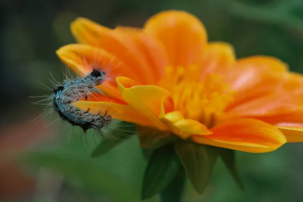 Closeup Hairy Black White Caterpillar Hanging Petal Orange Flower — Stock Photo, Image