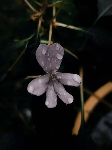 Closeup Dessaturado Gotas Água Uma Flor Orquídea — Fotografia de Stock