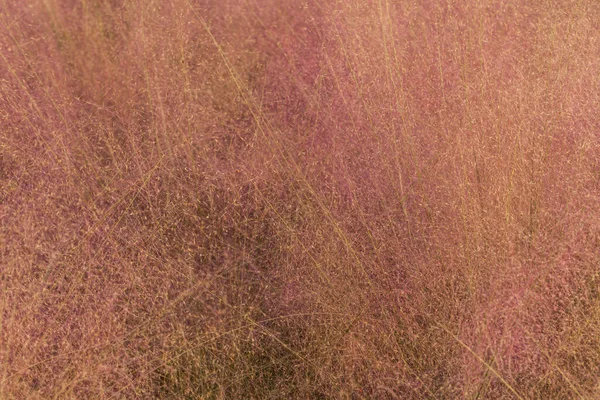 ピンクの髪の毛の毛の草 Muhlenbergia Capillaris 美しいピンクの髪の毛の毛の毛の毛の風景 — ストック写真