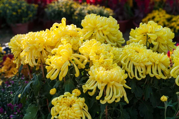 Квітка Хризантеми Красивий Яскравий Барвистий Змішаний Квітковий Букет Натюрморт Деталі — стокове фото