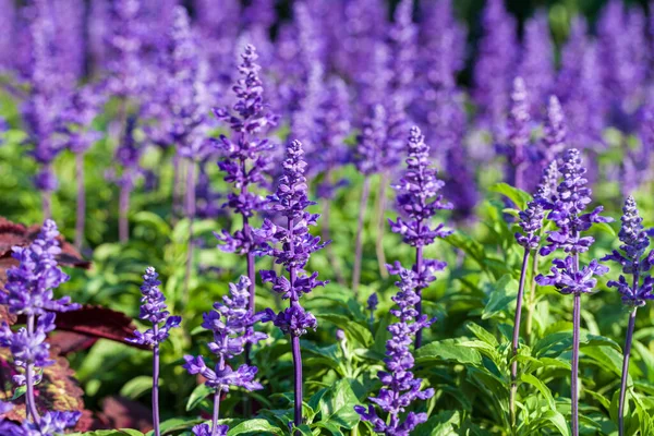 Lavandula angustifolia, Levander çiçek deseni, çiçek demeti, yeşil bokeh arka planda mor leylak kokulu çiçek, seçici odak