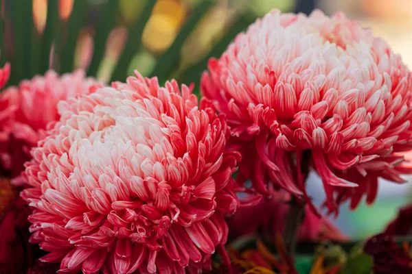 Arranjo Flor Crisântemo Bonito Vívido Colorido Misto Buquê Flores Ainda — Fotografia de Stock