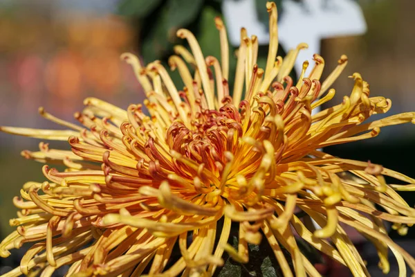 Arranjo Flor Crisântemo Bonito Vívido Colorido Misto Buquê Flores Ainda — Fotografia de Stock