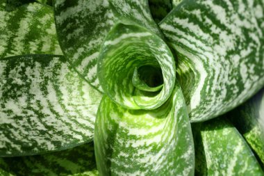 Sansevieria Trifasciata Hahnii 'nin yakın çekimi ya da yılan planı ya da ejderha dili..