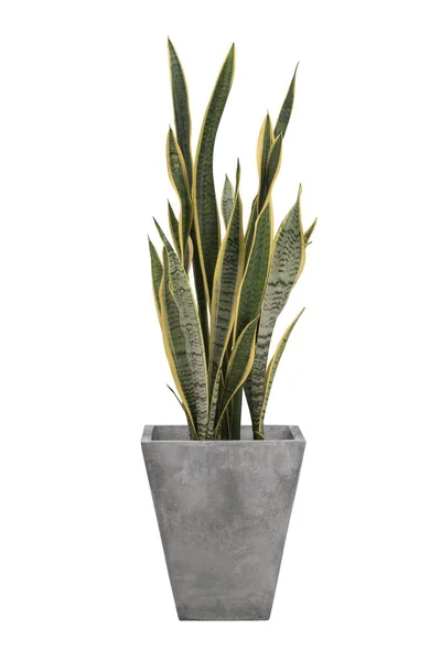 Sansevieria Trifasciata Lub Zakład Snake Betonowych Cementowych Doniczkach Szarych — Zdjęcie stockowe