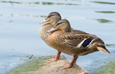 Park et. Vahşi ördekler rahat