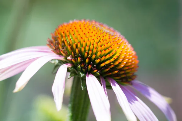 Park Wild Flower Poster — Stock Photo, Image