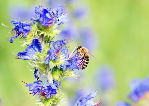 Wild Flower Bee — Stock Photo, Image
