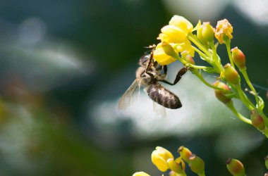 Arı ve yabani çiçek