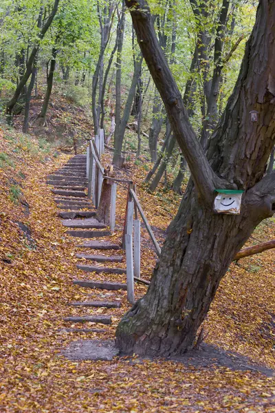 Sonbahar parkı ve merdivenleri