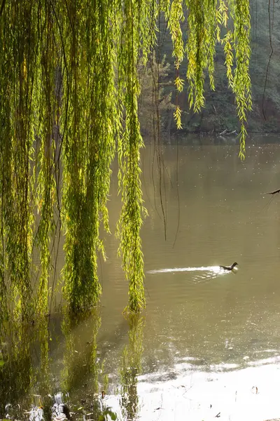 Kyiv şehrindeki eski park