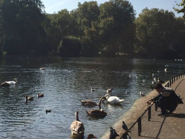 High Park gölündeki ördekler