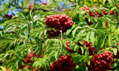 Kırmızı böğürtlenli Rowan şubesi. Sorbus aucuparia ağacı yakın plan