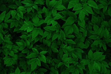 Yeşil yapraklı arka plan. Doğal arkaplan ve duvar kağıdı