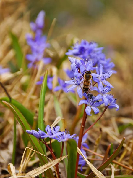 Scilla bifolia, Asparagaceae familyasından uzun ömürlü bir bitki türü. Erken dönem çiçekli Scilla bifolia 'nın sanat fotoğrafı..