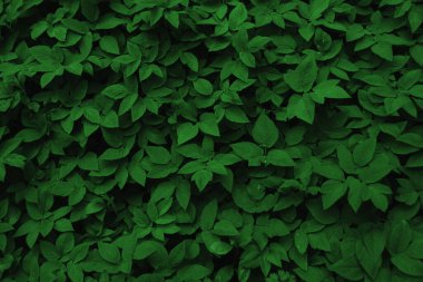 Yeşil yapraklı arka plan. Doğal arkaplan ve duvar kağıdı