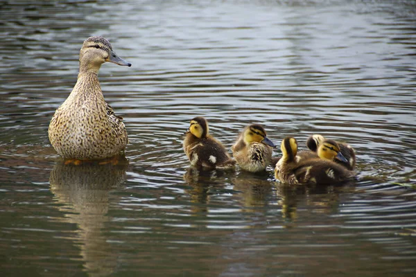 在阳光明媚的日子里 河上的野鸭和小鸭生活在一个生机勃勃的大自然里 野生鸭的繁殖季节 鸭妈妈养的小鸭 — 图库照片