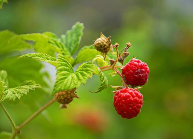 Çalı dalında ahududu ve yeşil yapraklar. Olgun ahududu dalına yakın..
