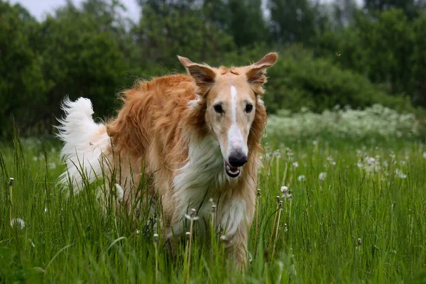 Beautiful Hunting Dog Runs Field — Stock Photo, Image