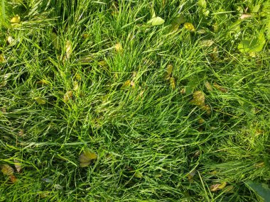 Sabah doymuş yeşil çimenler