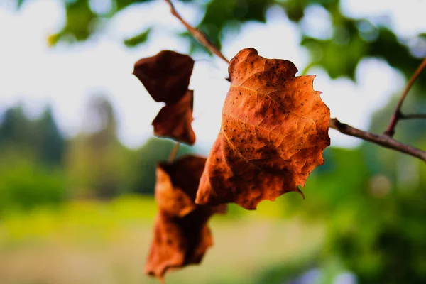 Herbsttrockene Blätter Hängen Einem Ast — Stockfoto