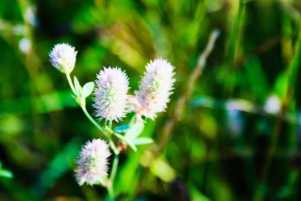 Plant Species Fabaceae Family Found Throughout Europe Large Areas Asia — Stock Photo, Image