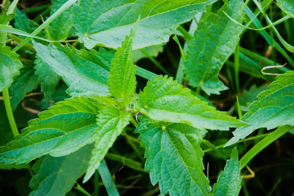 Geslacht Van Eenjarigen Vaste Planten — Stockfoto