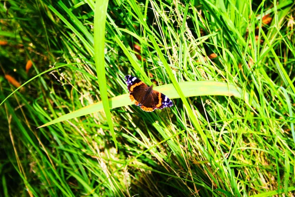 Espécies Borboletas Família Nymphalidae — Fotografia de Stock