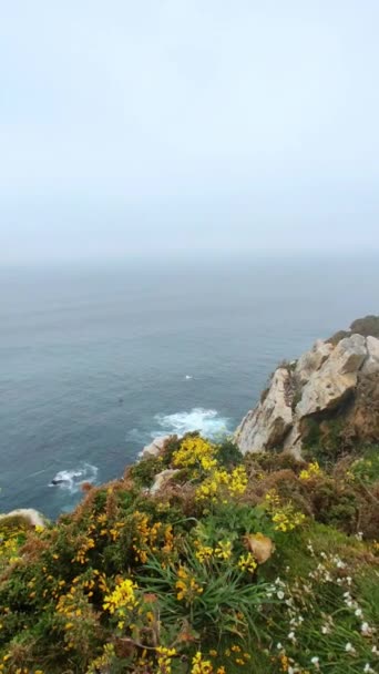 Vertical View Plants Large Cliff Asturias Spain — Stock Video