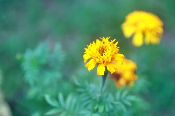 Piękny Żółty Kwiat Marigold Ogrodzie — Zdjęcie stockowe