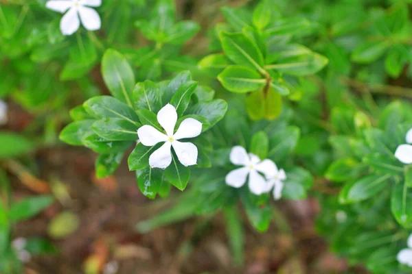 Kopya Alanı Olan Beyaz Yeşil Çiçekleri Kapat Telifsiz Stok Imajlar