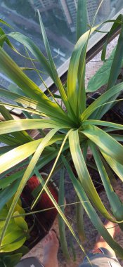 Seradaki palmiye yaprağı bitkisi