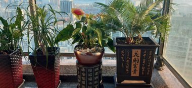 Bahçedeki güzel tropikal bitki