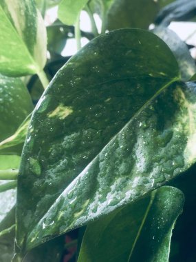 yeşil yapraklar, bitkiler ve yapraklar