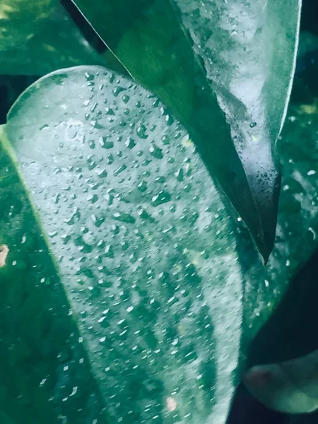 Güzel botanik fotoğrafı, doğal duvar kağıdı.